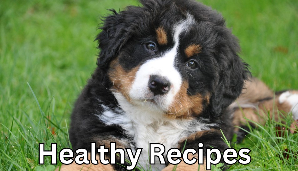 Read more about the article Homemade Dog Treats: Healthy Recipes for a Happy Pup