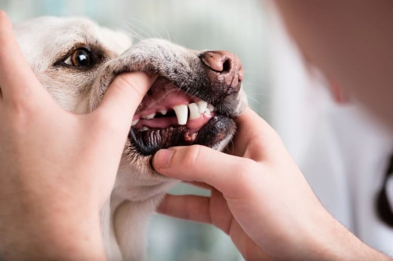 Read more about the article Dog Dental Care 101: Tips for a Fresh Breath and Healthy Gums