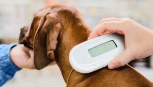 Read more about the article Safety First: Harnesses, ID Tags, and Microchips for Your Dog