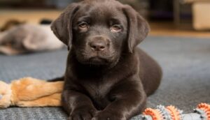 Read more about the article Puppy Training Foundations: Building a Lifelong Bond