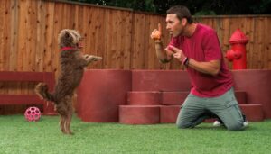 Read more about the article HOW TO STOP YOUR DOG FROM JUMPING