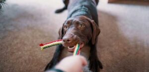 Read more about the article Easy Techniques To Train Your Dog To Share Toys