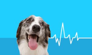 Read more about the article The Final Stages of Dog Diabetes: Signs Your Dog is Dying