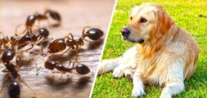 Read more about the article Ant Bites on Dogs: How to Recognize and Treat