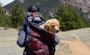 Read more about the article Traveling Safely With Your Adventure Pup: A Comprehensive Guide