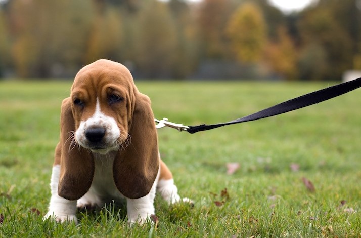 Read more about the article how to train your puppy to walk on a leash