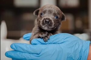 Read more about the article NEWBORN PUPPY CARE