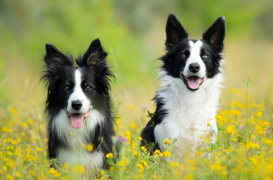 Read more about the article The Ultimate Guide to Border Collies