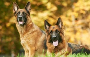 Read more about the article When do German Shepherds Stop Growing? GSD Stages You Must Know