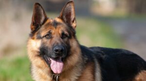 Read more about the article How Long Do German Shepherds Live? 5 Signs Your GSD Life is Ending