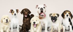 Read more about the article Exploring the Origins: A Historical Overview of Popular Dog Breeds.