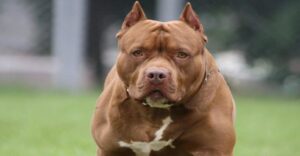 Read more about the article Pitbull Bite Force – How Strong Is a Pitbull’s Bite?