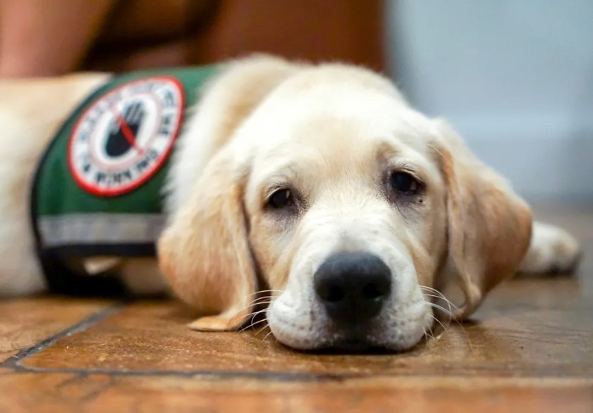 Read more about the article How To Adopt A Failed Service Dog