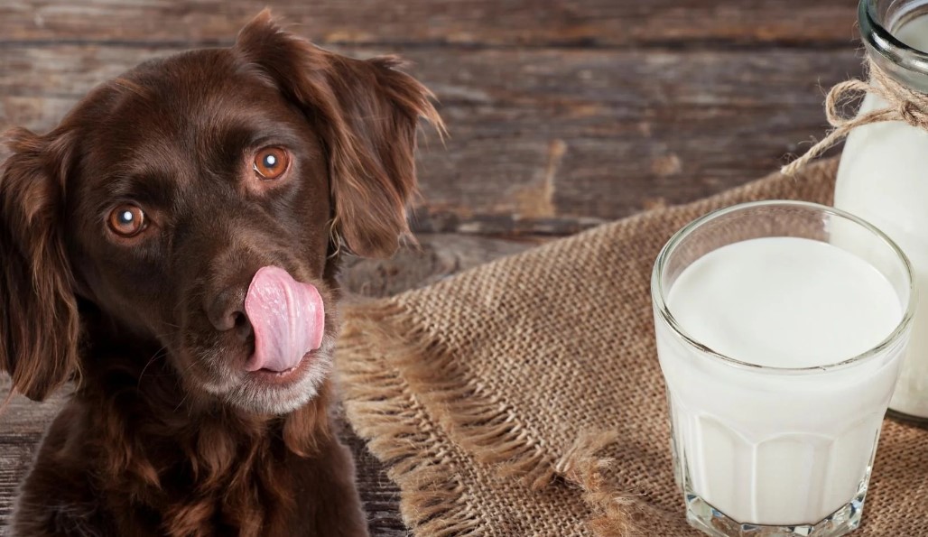 Read more about the article Is Goat Milk Good For Dogs? 