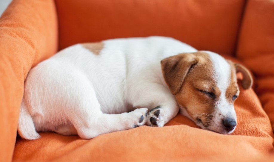 Read more about the article How To Handle Your Puppy’s First Night At Home