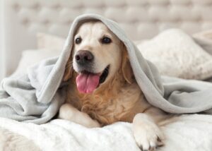 Read more about the article Decreasing Dust Mites for Your Allergic Dog