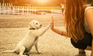 Read more about the article Mastering Training and Behavior: Unlocking the Secrets to Raising Well-Behaved Pups and Disciplined Dogs