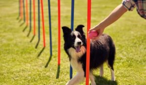 Read more about the article Unleashing the Best Behaved Pup: Tips and Tricks for Effective Training & Behavior