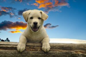 Read more about the article The Ultimate Guide to Raising a Healthy and Happy Puppy: Essential Tips for Puppy Care and Health