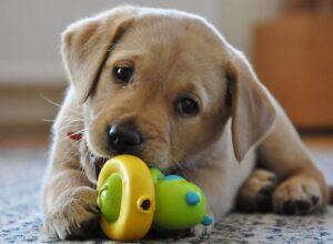 Read more about the article Must-Have Puppy Supplies: Outfitting Your Furry Friend with the Best Gear!