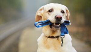 Read more about the article The Ultimate Guide to Transform Your Dog’s Behavior: Mastering Training Techniques for a Well-Behaved Furry Friend!