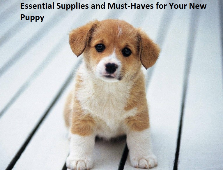 Read more about the article Essential Supplies and Must-Haves for Your New Puppy