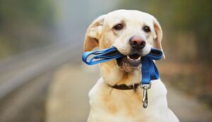 Read more about the article Mastering Manners: The Ultimate Guide to Puppy and Dog Training