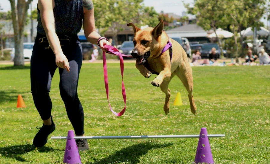 You are currently viewing Mastering Your Pup’s Manners: The Ultimate Guide to Training and Behavior Training for Dogs