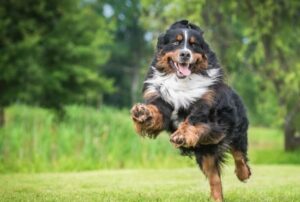 Read more about the article The Ultimate Guide to Keeping Your Pup Happy and Healthy