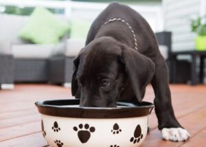 Read more about the article The Complete Guide to Puppy Nutrition: What, When, and How Much to Feed