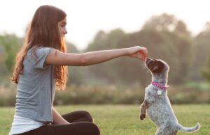 Read more about the article The Ultimate Guide to Training Your Furry Friend: Puppy and Dog Training Tips and Tricks