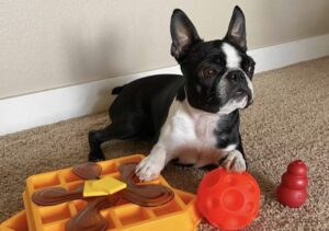 Read more about the article Puppy Toys: A Guide to Safe and Stimulating Playtime