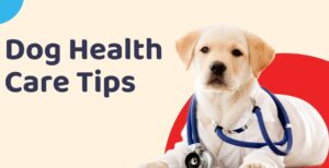 Read more about the article Keeping Your Pup Happy and Healthy: Tips for Dog Care, Treatment, and Nutrition