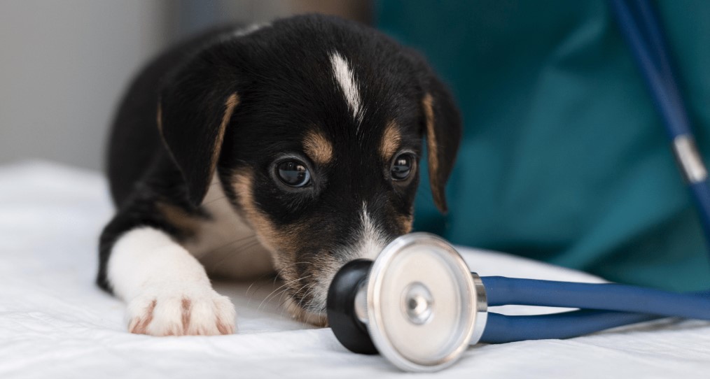 Read more about the article Keeping Your Puppy Healthy: A Comprehensive Care Guide