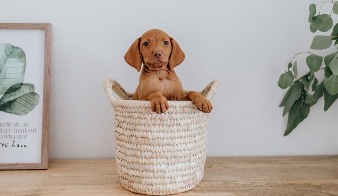 Read more about the article Puppy Proofing Your Home: Creating a Safe and Healthy Environment