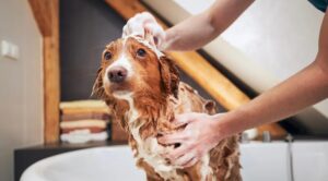 Read more about the article How to Bathe Your Puppy: A Step-by-Step Guide