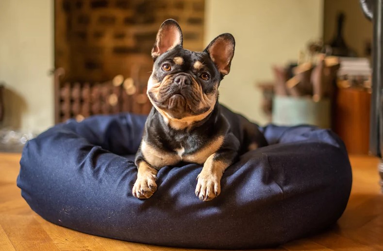 Read more about the article Puppy Bed Buying Guide: Comfort and Support for Your Little One