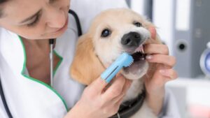 Read more about the article Puppy Dental Care: Establishing Good Habits for a Healthy Smile