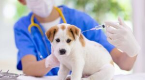 Read more about the article Vaccinations for Puppies: A Vital Protection against Disease