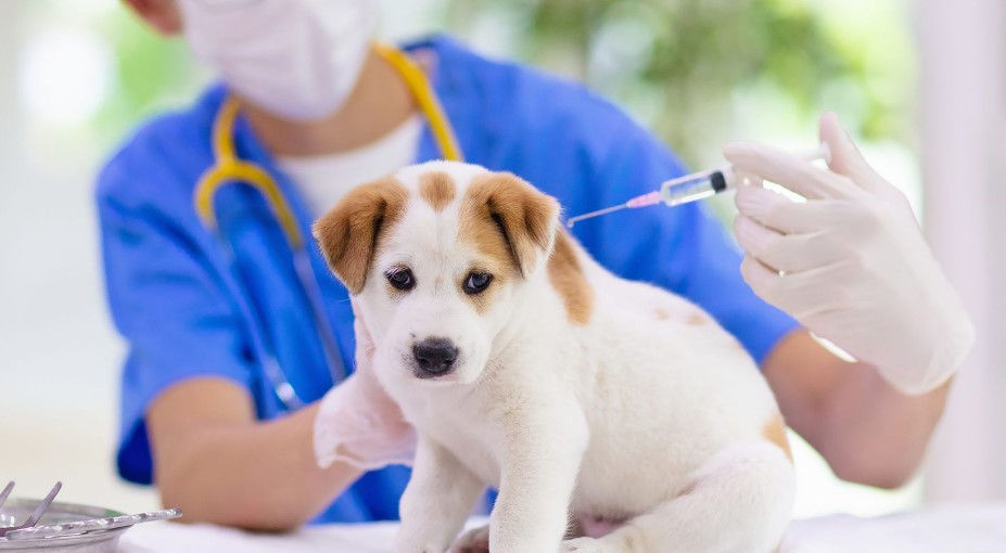 You are currently viewing Vaccinations for Puppies: A Vital Protection against Disease