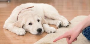 Read more about the article House Training Your Puppy: A Comprehensive Guide