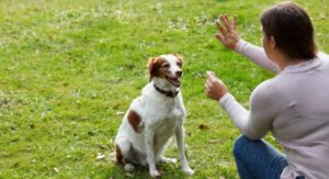 Read more about the article From Rambunctious to Reliable: Training Strategies for Your Pet