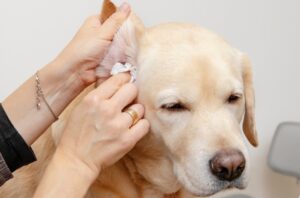 Read more about the article Puppy Ear Care: Keeping Their Ears Clean and Healthy