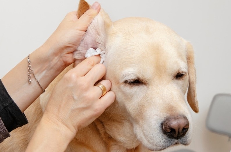 You are currently viewing Puppy Ear Care: Keeping Their Ears Clean and Healthy