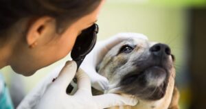 Read more about the article Puppy Eye Care: Preventing and Treating Common Issues