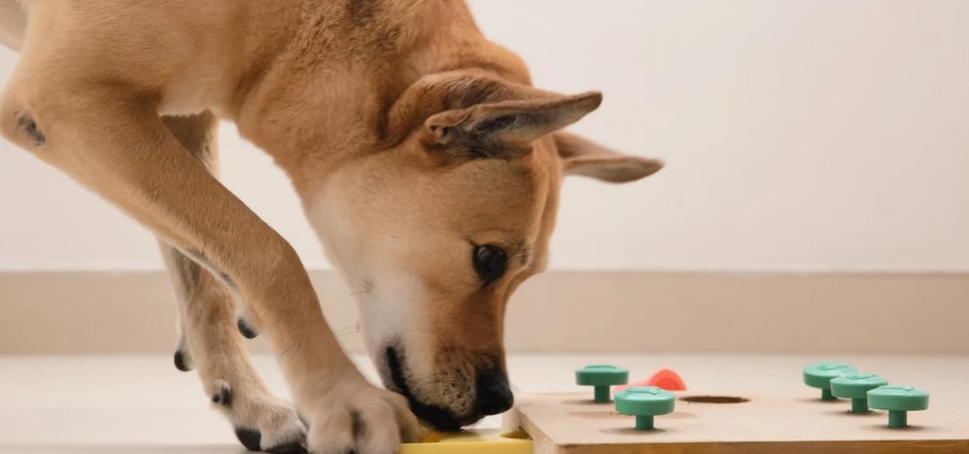 You are currently viewing The Importance of Mental Stimulation for Dogs: Games and Activities