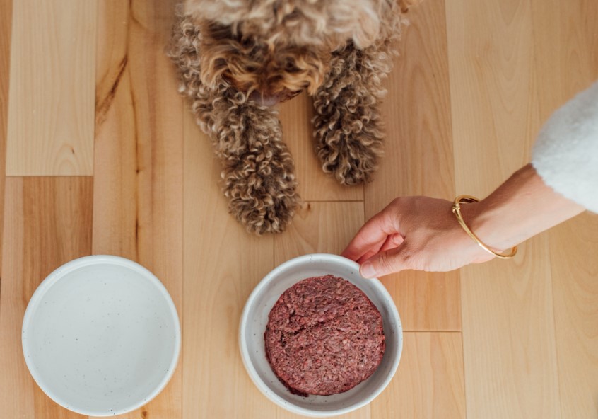 Read more about the article Choosing the Right Food and Water Bowls for Your Puppy