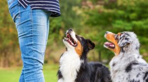 Read more about the article Positive Reinforcement Training: The Humane and Effective Way to Train Your Dog