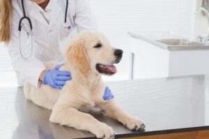 Read more about the article Puppy Health Checks: When and What to Expect