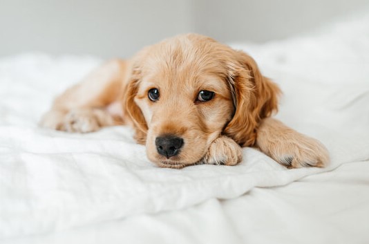 Read more about the article Puppy Comfort Zone: Beds, Crates, and Other Cozy Essentials